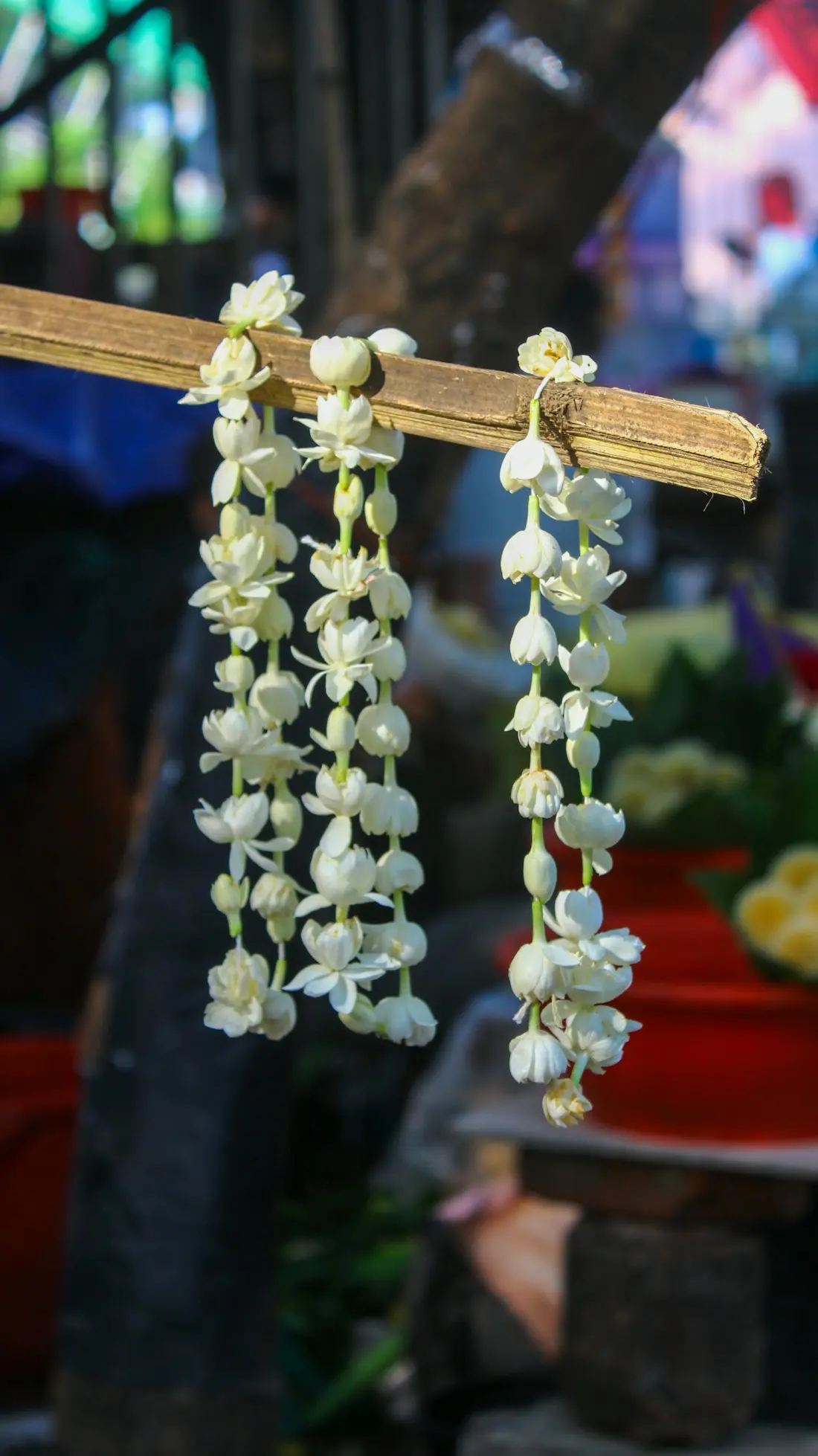 Jasmine